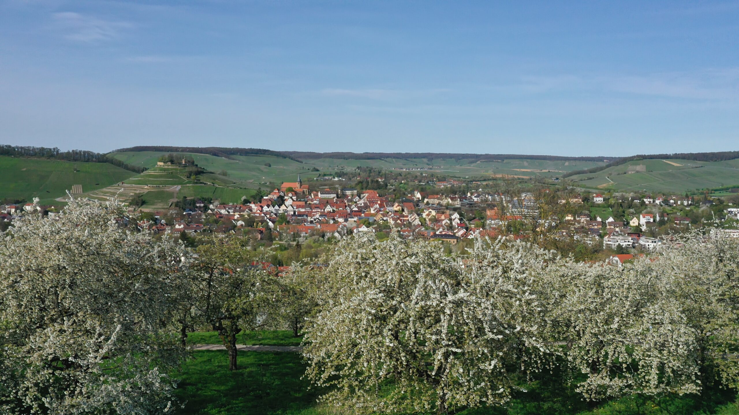 Panoramablick auf Weinsberg im Frühling: Im Vordergrund blühende Obstbäume mit weißen Blüten, dahinter die Stadt mit roten Dächern und Kirchturm, umgeben von sanften Hügeln und Weinbergen unter blauem Himmel.
